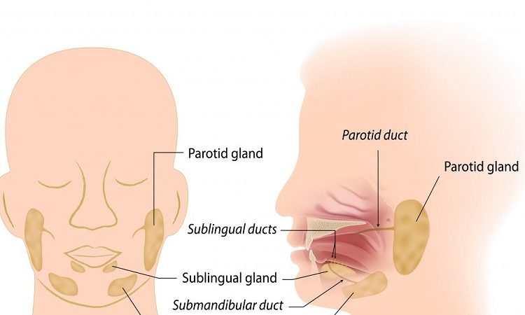Methods of treatment of salivary gland disorders | The best dentist in Isfahan