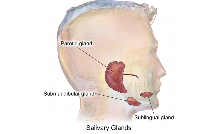 Factors causing disorders in the salivary glands | The best dentist in Isfahan