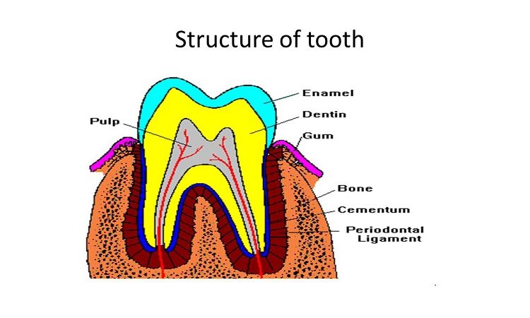 Connaître la structure des dents | Le meilleur implant à Ispahan