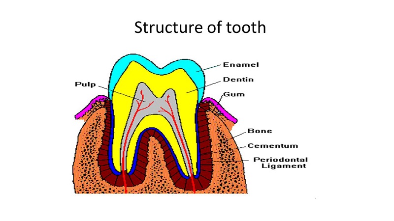 آشنایی با ساختار دندان ها | بهترین ایمپلنت اصفهان