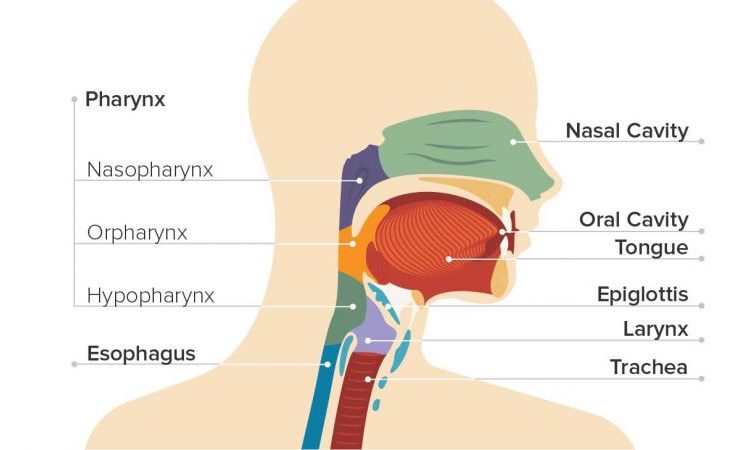 Causes of salivary gland disorders | The best dentist in Isfahan
